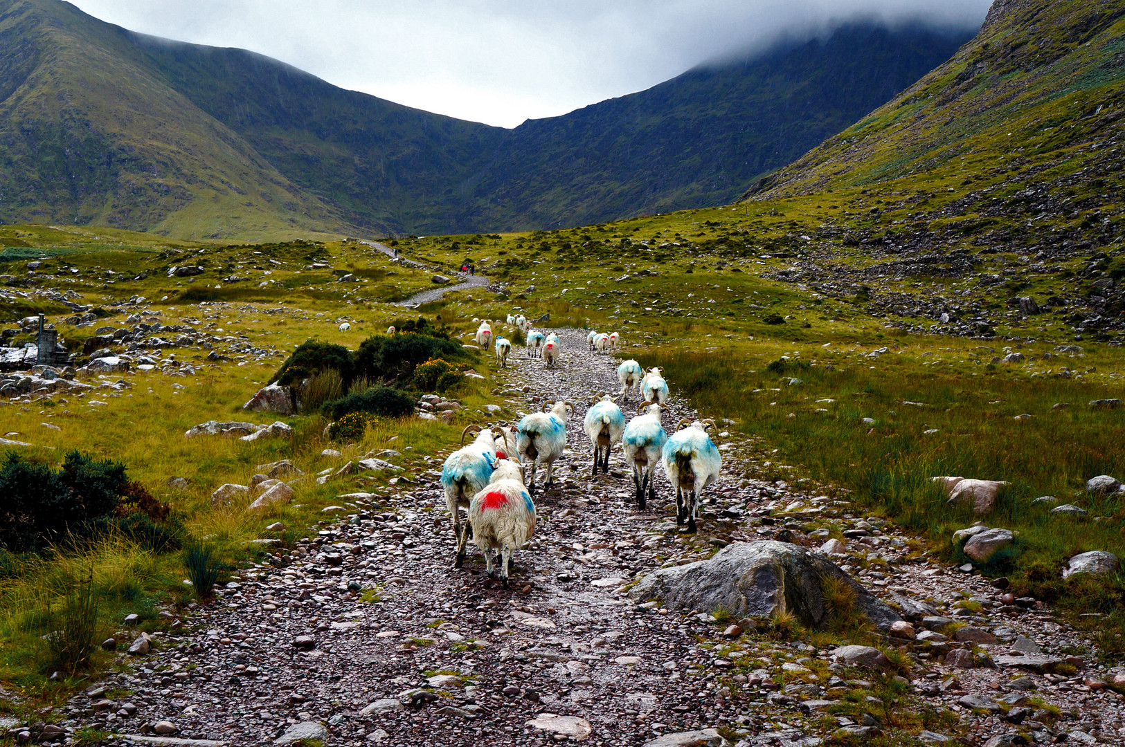 Sheep on the way to Carrauntoohill in Ireland