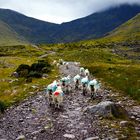 Sheep on the way to Carrauntoohill in Ireland