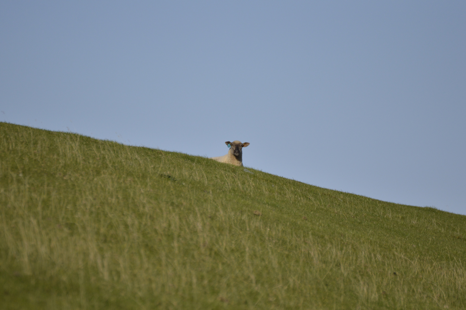 sheep on top of green