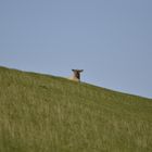 sheep on top of green