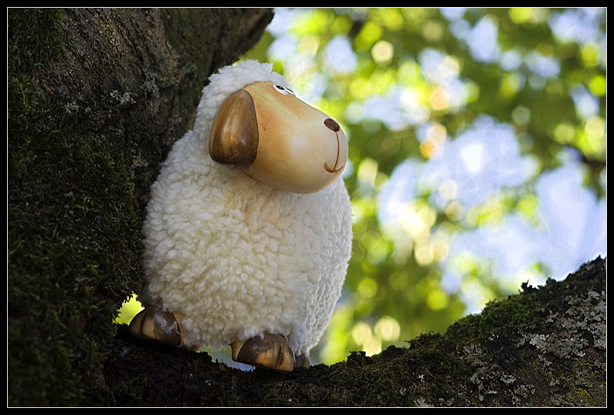 Sheep On Tree