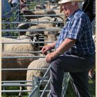 sheep pens Reeth Show 16