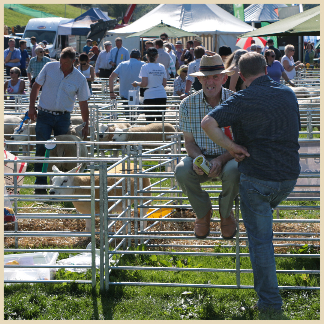 sheep pens Reeth Show 17