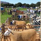 sheep pens Reeth Show 7