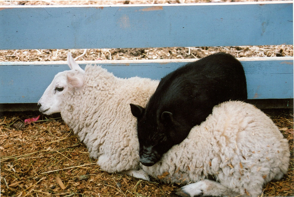 Sheep & Piglet