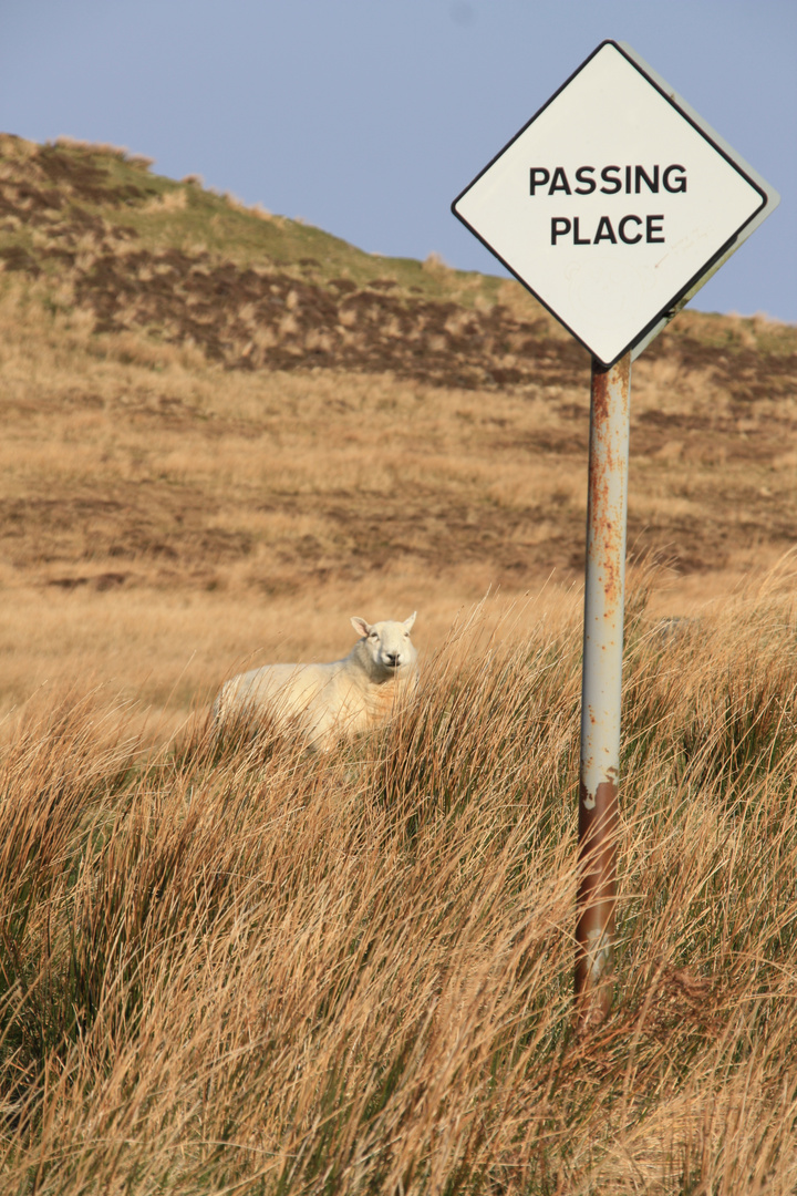 Sheep place