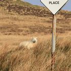 Sheep place