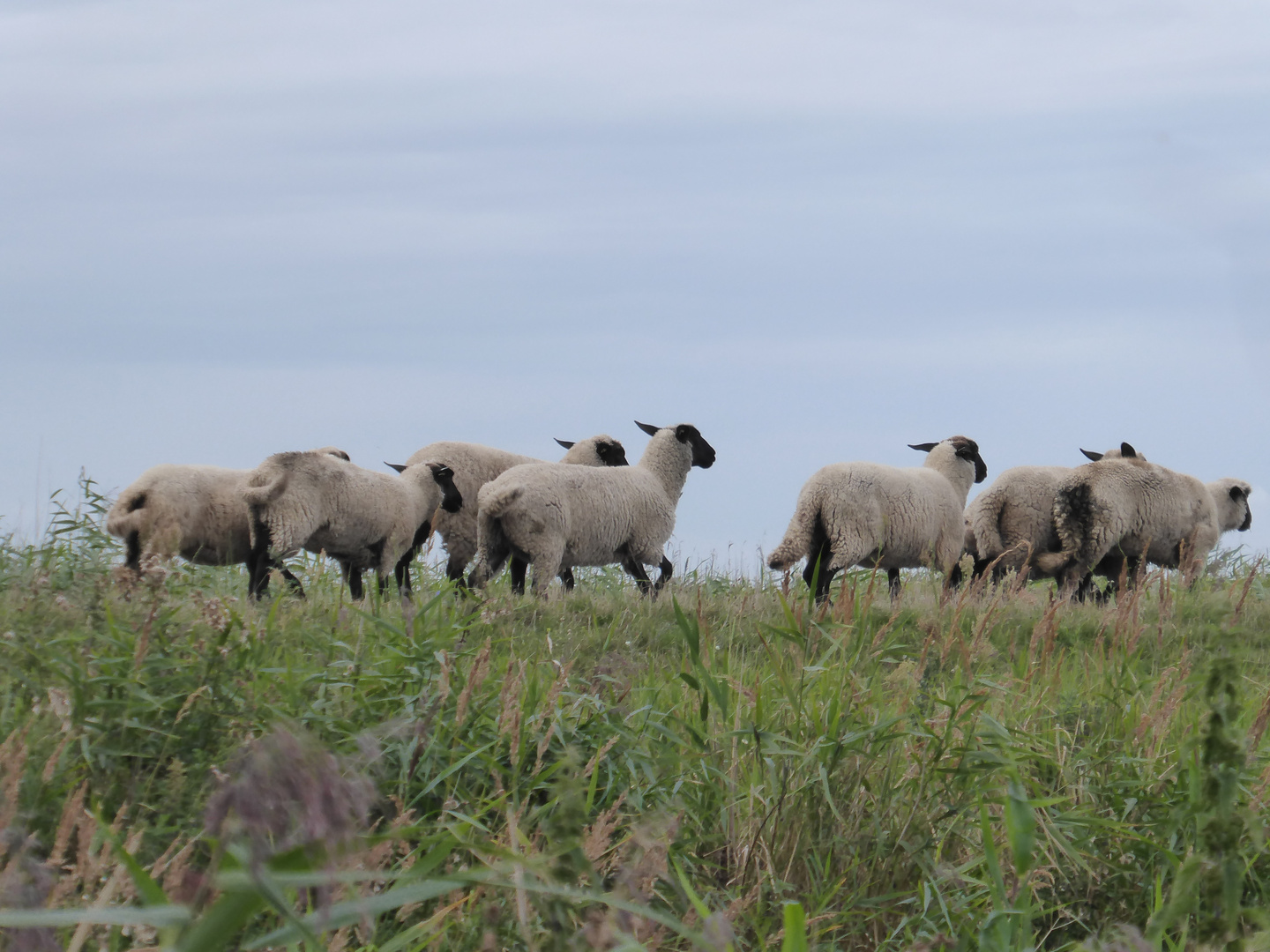 Sheep running