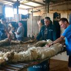 Sheep Sharers and Wool Classers "01"