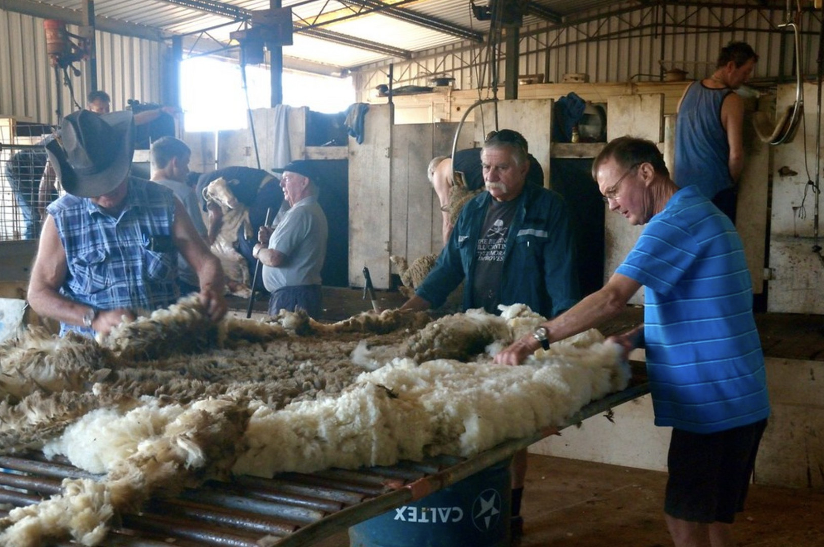 Sheep Sharers and Wool Classers