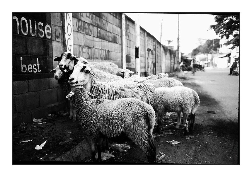 sheep sheep in Phnom Penh