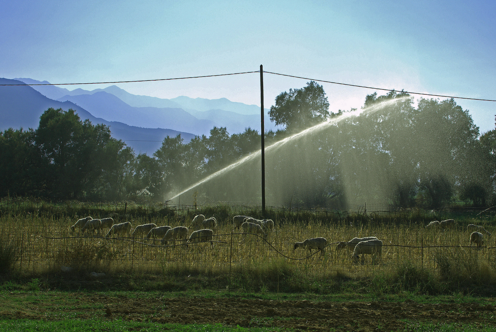 Sheep shower