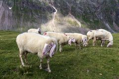- sheep studies -