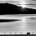 Sheep • Sun • Stillness   --  Skye ©D5517_BW-F2h2_W25S40_3#1