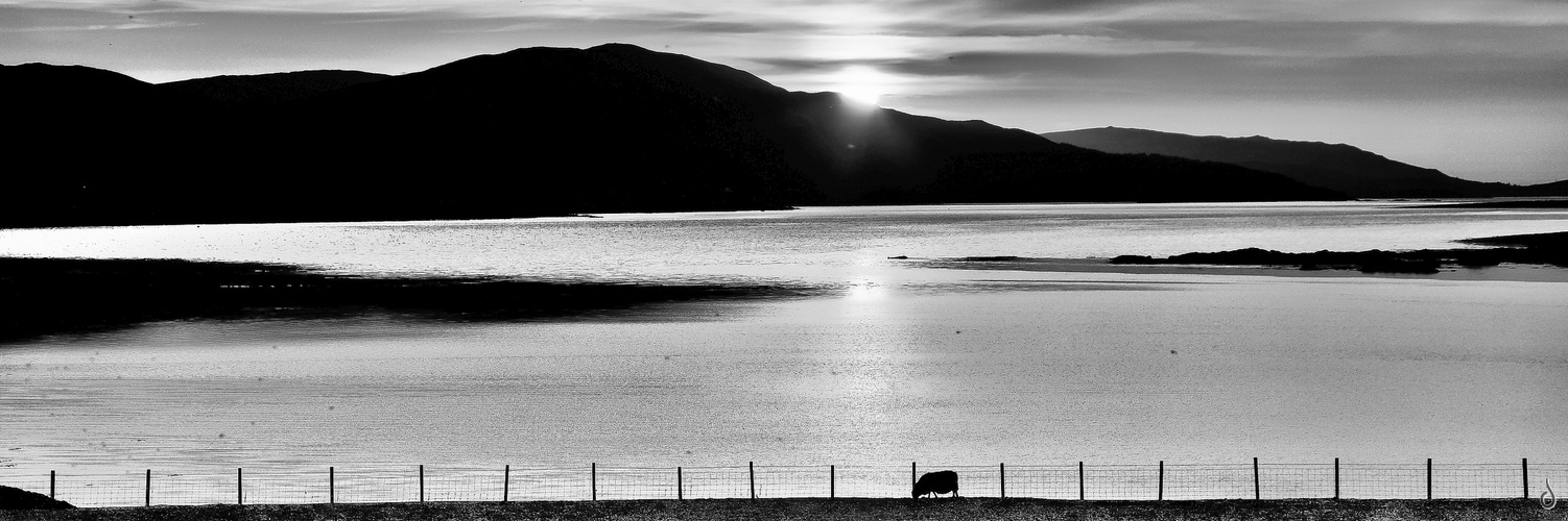 Sheep • Sun • Stillness   --  Skye ©D5517_BW-F2h2_W25S40_3#1