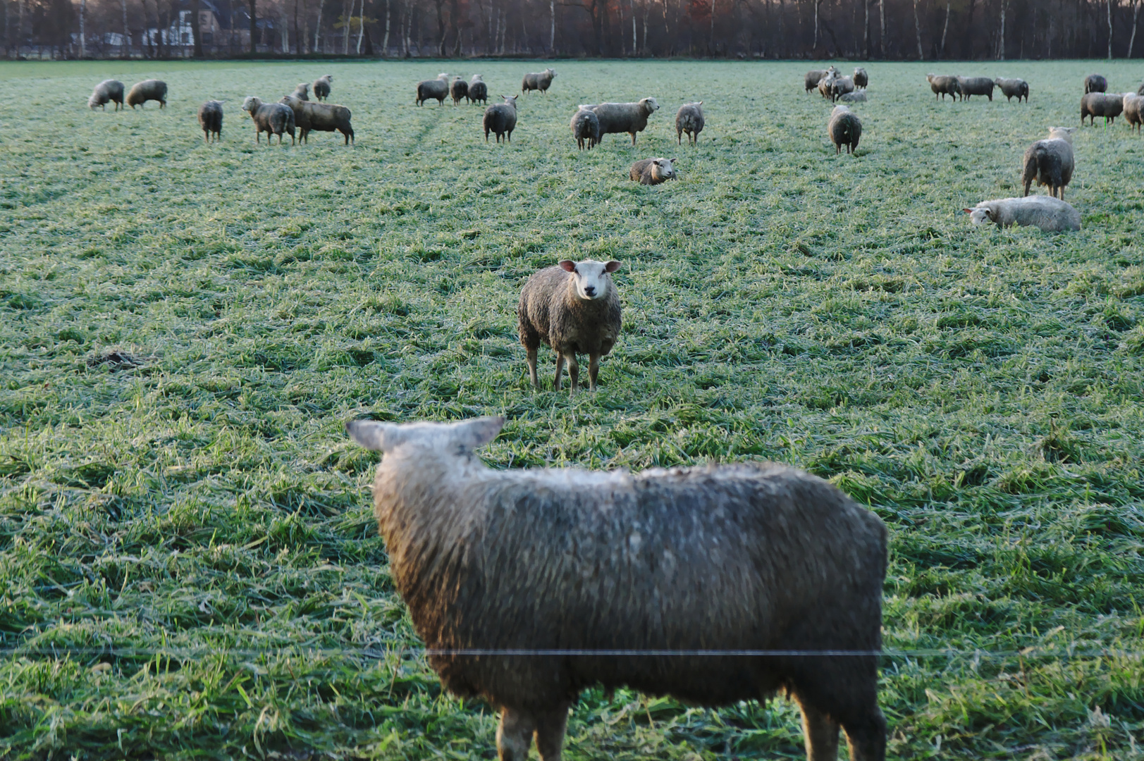 Sheep Talk