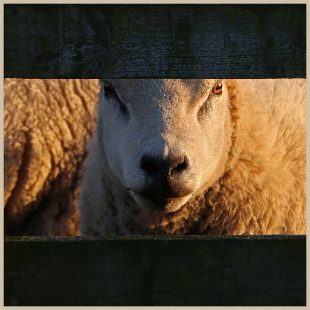 sheep through a fence