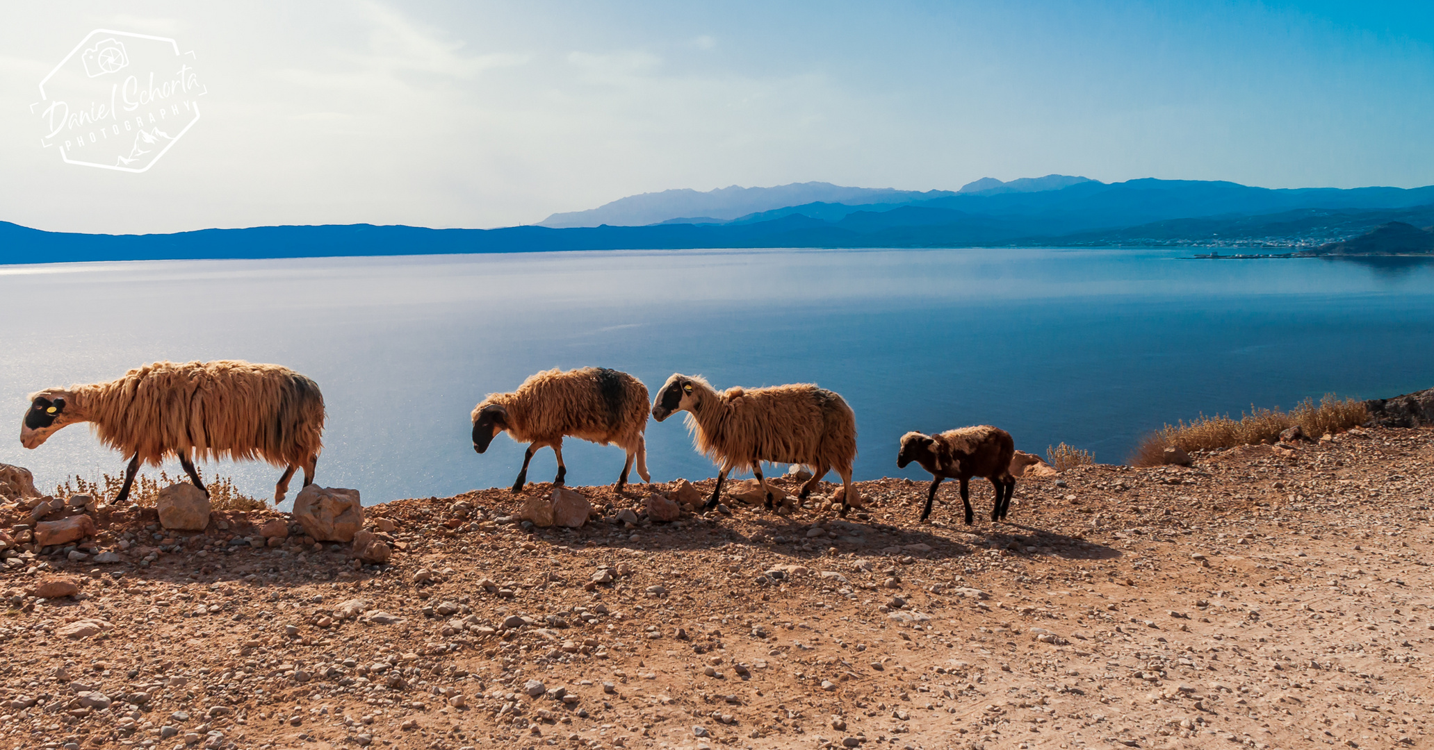 Sheep travel