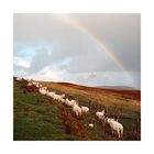 Sheep Under Rainbow