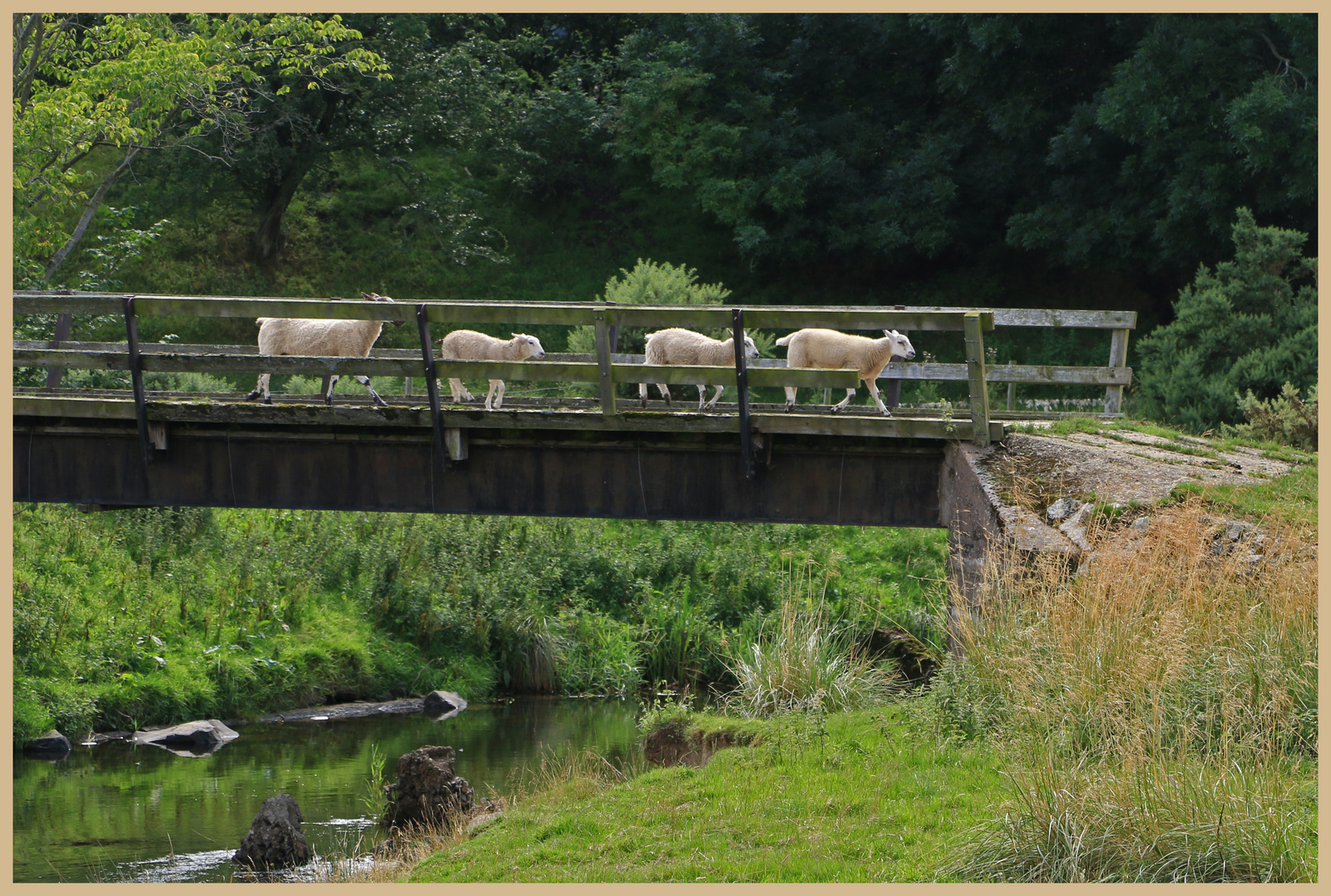 sheep using the footbridge at westnewton