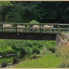 sheep using the footbridge at westnewton