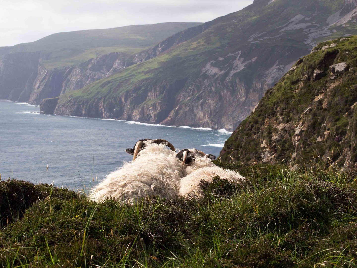 Sheep view