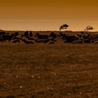 Sheep waiting for sunrise, tidelands Sylt-0008