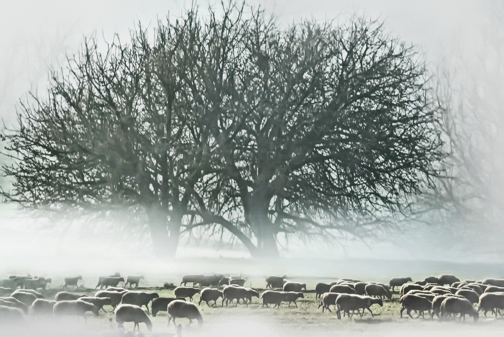 sheep walk 