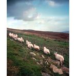 Sheep Walk