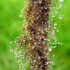 sheep wool with dew drops