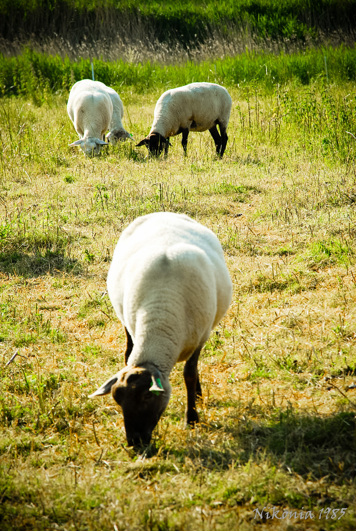 Sheep World