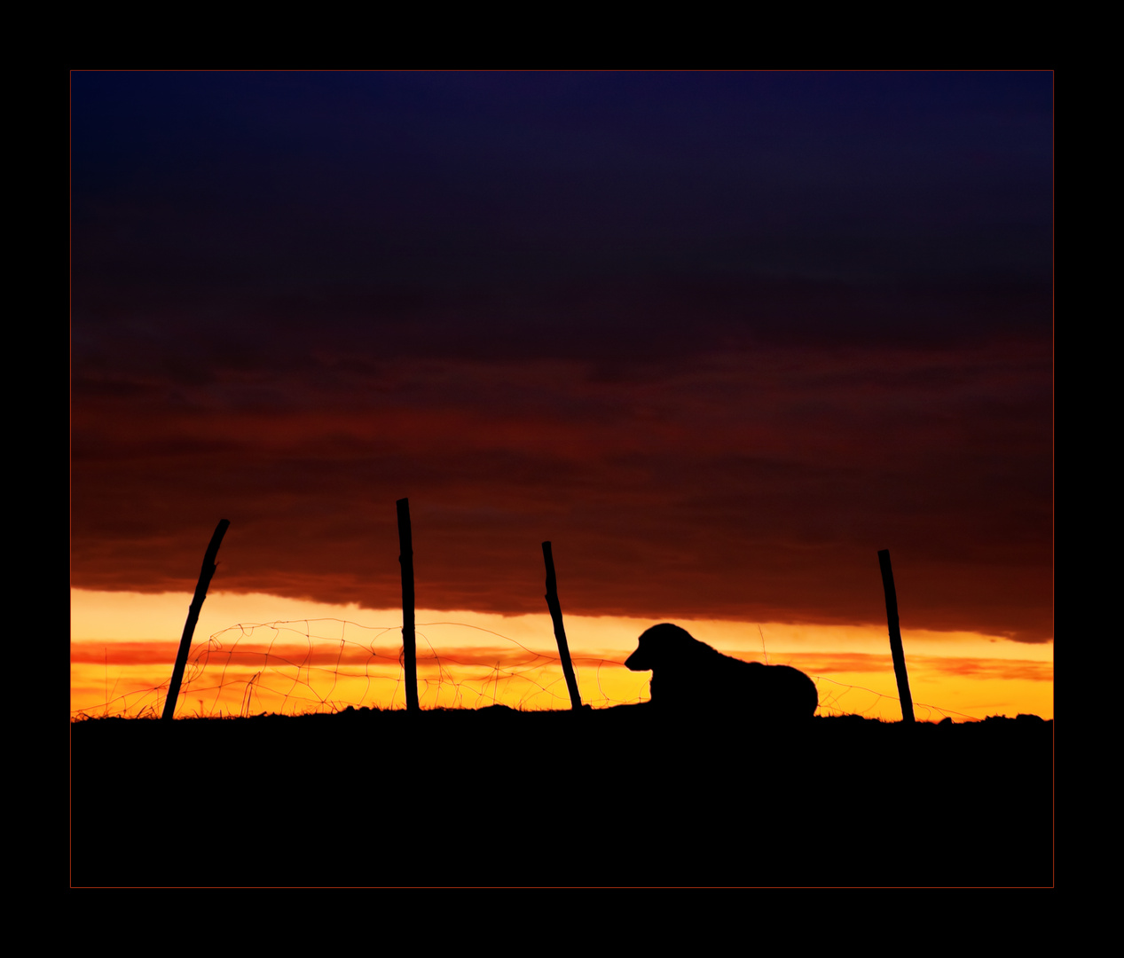 Sheepdog at sunset