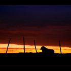 Sheepdog at sunset