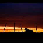 Sheepdog at sunset