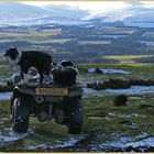 sheepdogs at bowden doors