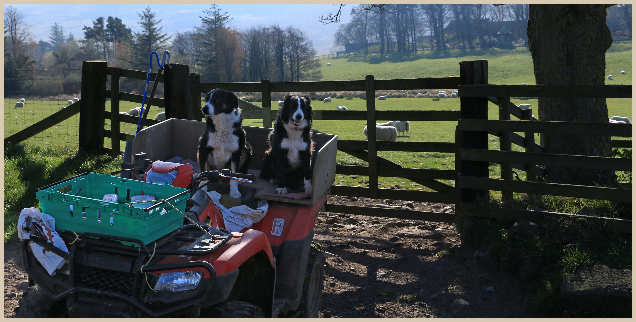 sheepdogs at hethpool