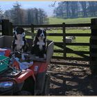 sheepdogs at hethpool