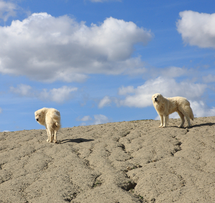 Sheepdogs