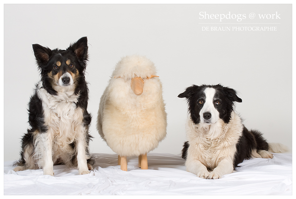 Sheepdogs @ work