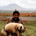 sheeper