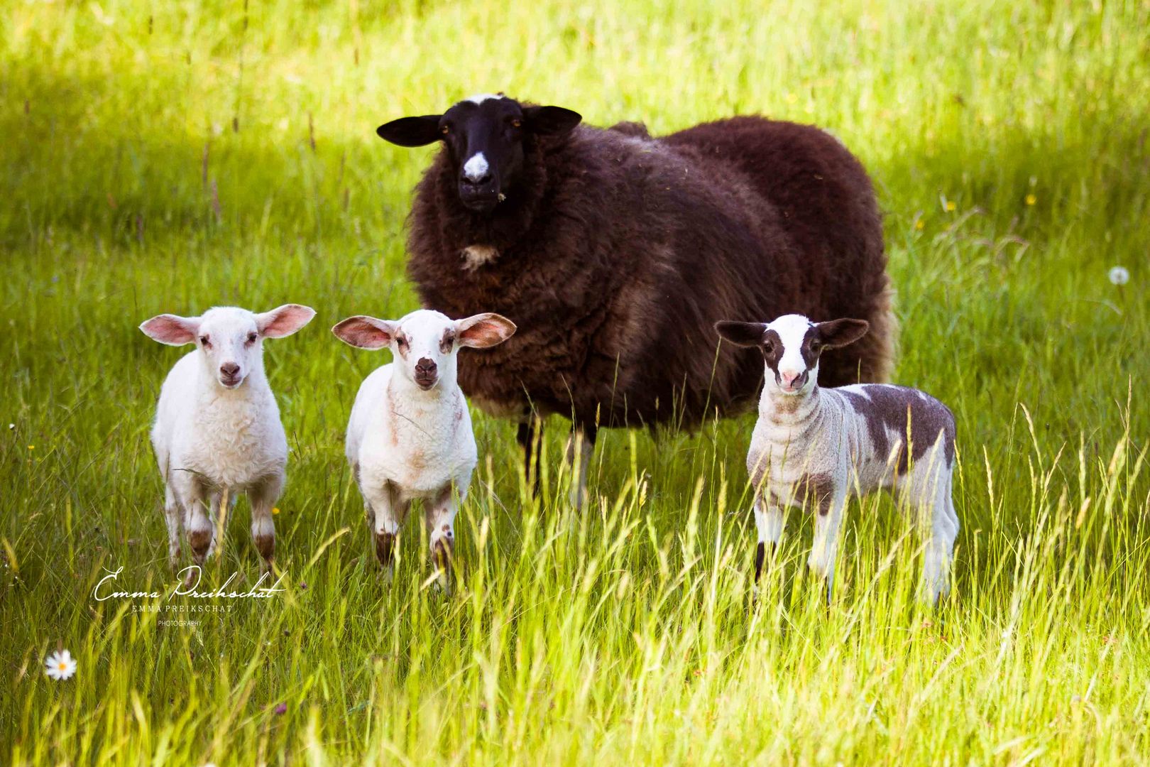 Sheepfamily :)