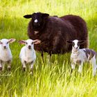 Sheepfamily :)