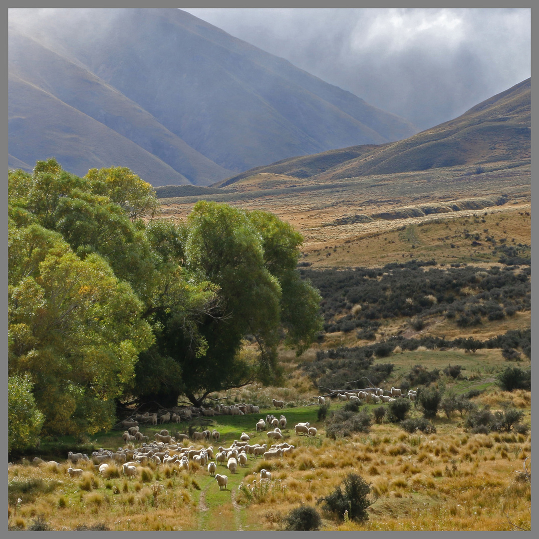 sheepfarm kakanui mountains