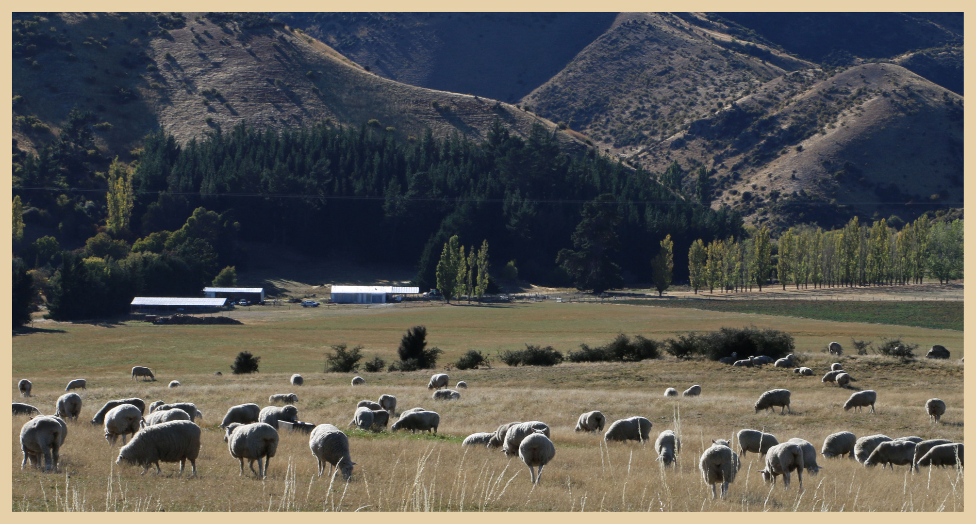 sheepfarm near wanaka 3