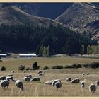 sheepfarm near wanaka 3