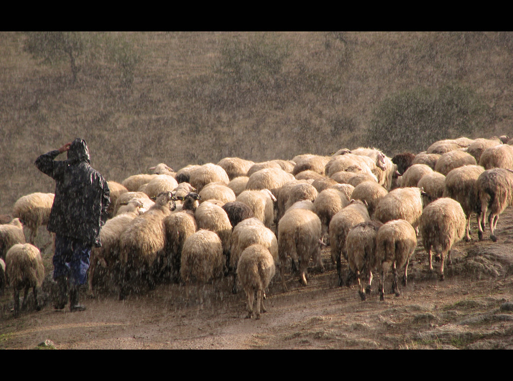 Sheepherding in the rain