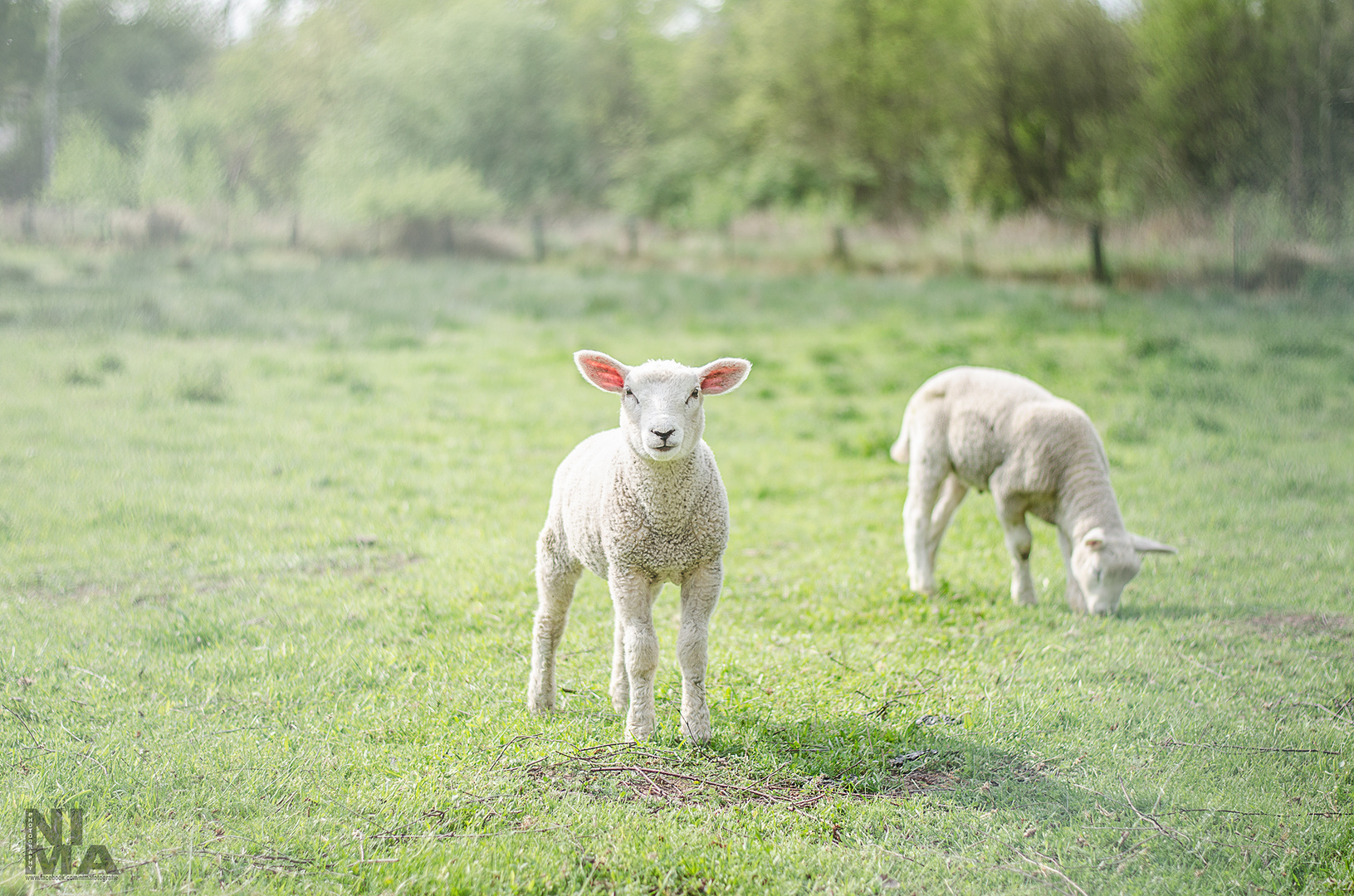 Sheepografie