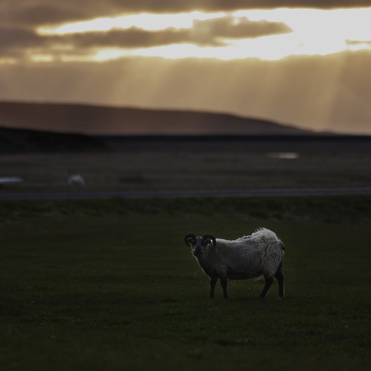 sheeprays