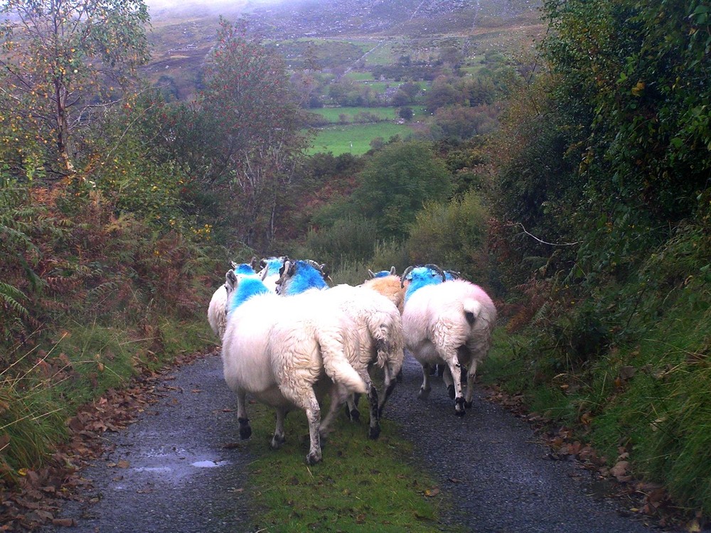 sheeps ahead