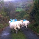 sheeps ahead